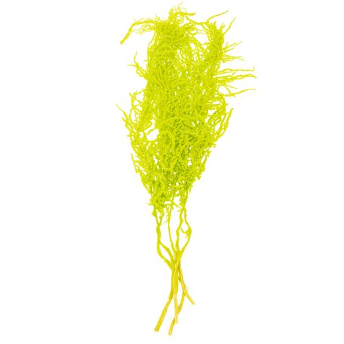 Product Amaranth Dried flowers Dyed light green for special home decor and unique accents 100cm 5 pieces