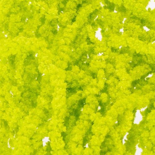 Product Amaranth Dried flowers Dyed light green for special home decor and unique accents 100cm 5 pieces