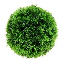 category Ball shaped plants