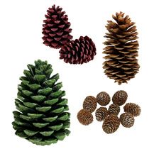 category Pine cones & cones