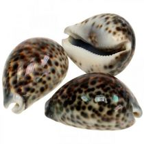 category Seashells