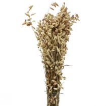 Product Quaking Grass Dried Flowers Green Natural Briza 60cm 100g