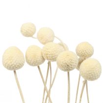 Product Dried flowers Craspedia dried, drumsticks bleached 60cm 10pcs