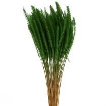 Product Green Bristle Millet Setaria viridis Dry Grass 52cm 28g