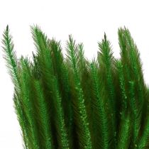 Product Green Bristle Millet Setaria viridis Dry Grass 52cm 28g