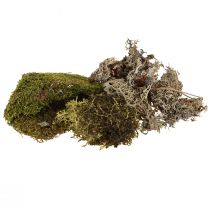 Product Decorative moss for crafts mix green, light green natural moss 75g