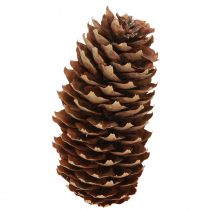 Product Spruce cones natural decorative cones for crafting 10-11cm 5 pcs