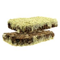 Product Moss Icelandic Moss Finnish Extra Polar 2 Plates