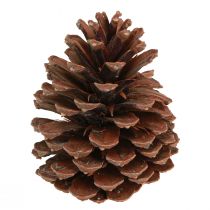 Product Pine cones Pinus Maritima maritime pine cones decoration 12-13cm 3 pcs