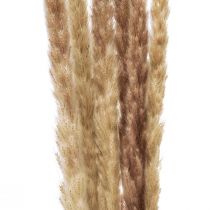 Product Pampas grass decoration dried natural dry decoration 70cm 6 pcs