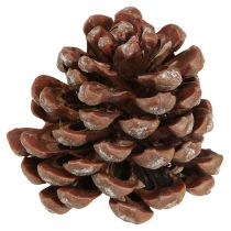 Product Pine cones natural large decorative pine cones 8-9cm 3 pcs