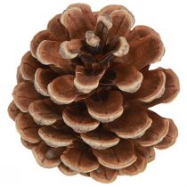 Product Black pine cones natural decorative pine cones 5-8cm 250g