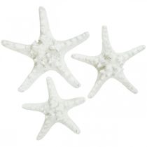 Product Starfish decoration large dried white studded starfish 15-18cm 10pcs