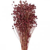 Product Dried Grass Dried Flax Old Pink H50–55cm 80g