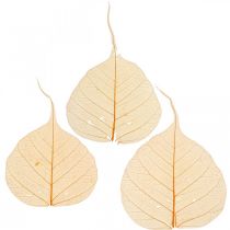 Willow leaves skeleton orange dry deco 200p