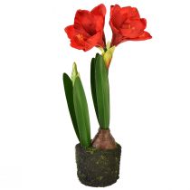 Product Amaryllis in moss ball artificial – bright red flowers, 49 cm – elegant and natural room decoration