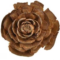 Product Cedar cones cut as rose Cedarrose 4-6cm natural 50pcs