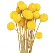 Product Yellow Craspedia dried drumsticks 45-55cm 20 pcs