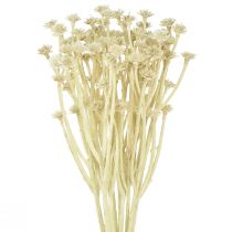 Product Artificial Curry Plant White Beige L28cm 12 Pcs 1 Bunch