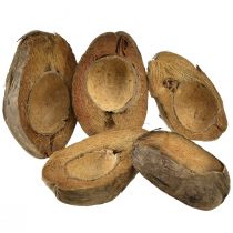 Product Coconut as plant bowl natural plant pot 20cm 5pcs
