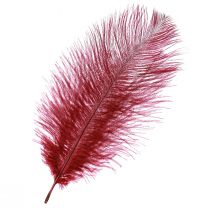Product Ostrich Feathers Real Feathers Decoration Wine Red 20-25cm 12pcs