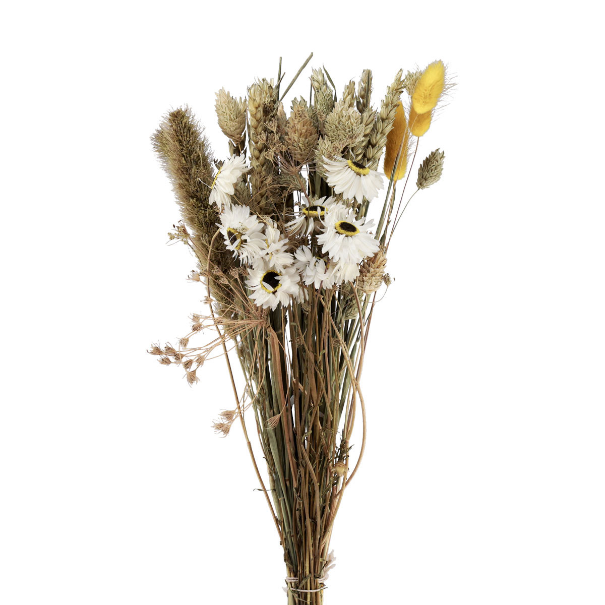 Phalaris White Dried Flowers