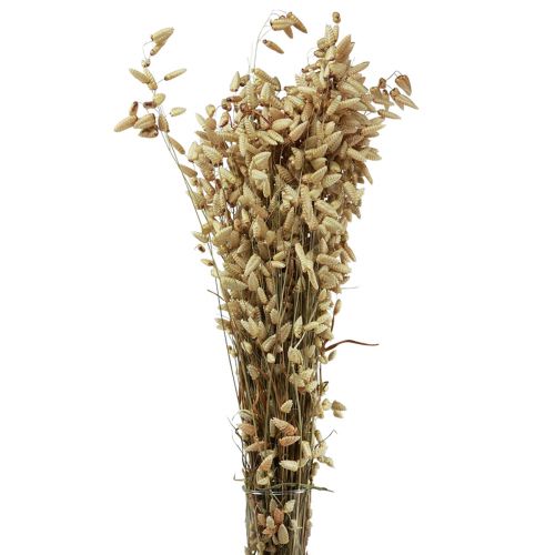 Quaking Grass Dried Flowers Green Natural Briza 60cm 100g