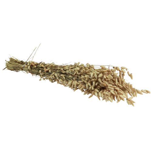 Product Quaking Grass Dried Flowers Green Natural Briza 60cm 100g