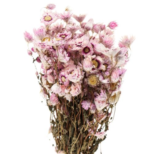 Floristik24 Straw flowers dried flowers white pink 20-35cm bunch 40g