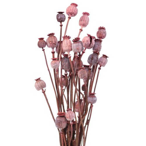 Dried Flowers Dried Poppy Caps Deco Red 80g