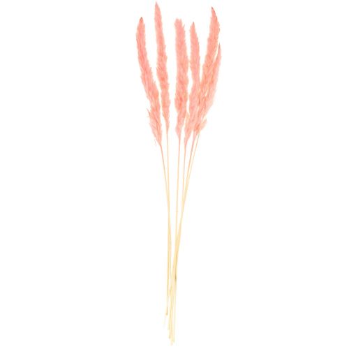 Product Pampas grass decoration, dried pampas grass pink 72cm 6 pcs