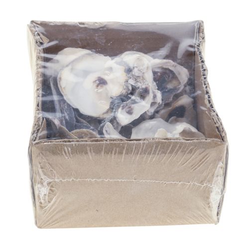 Floristik24 Oyster shells deco shells decoration natural 2-6cm 250g