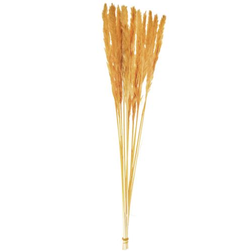 Product Pampas grass decoration, dried pampas grass yellow 74cm 10 pcs