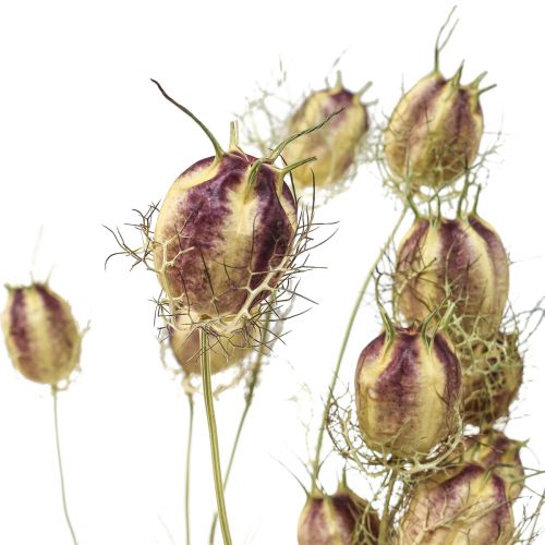 Floristik24 Nigella dried flower Jungfer im Grünen dry floristry 24-45cm 20g