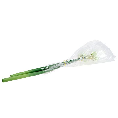 Floristik24 Amaryllis flower white L 73cm 2pcs