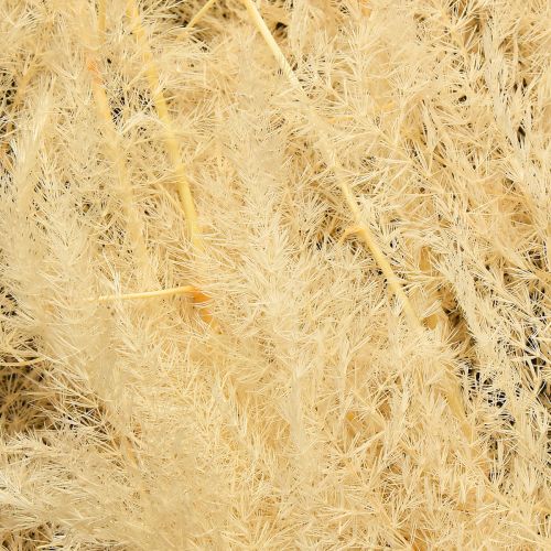Product Asparagus dried grasses ornamental asparagus apricot 90cm 5 pcs