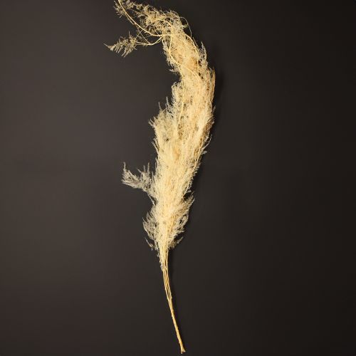 Product Asparagus dried grasses ornamental asparagus apricot 90cm 5 pcs