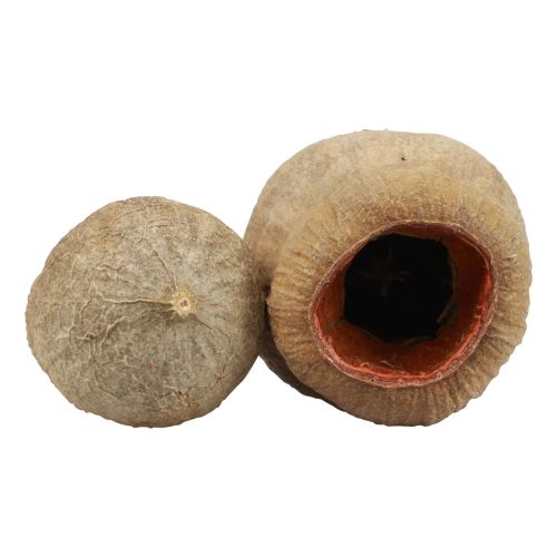 Product Bellgum Bell Fruit Capsule Fruit Natural Decoration Brown 500g