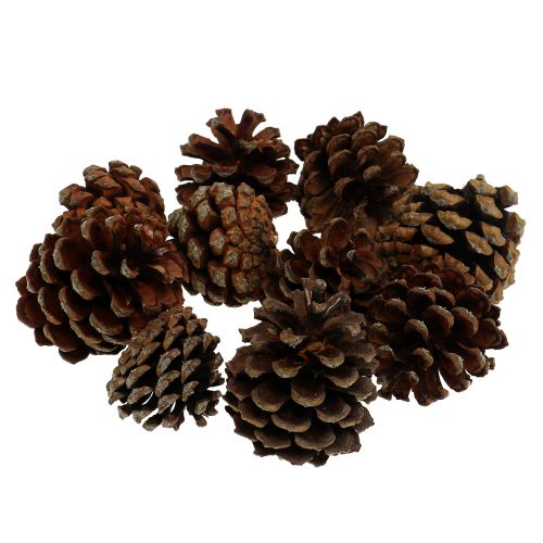 Mountain pine cones small natural 1kg