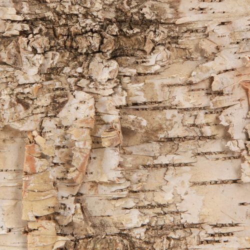 Product Birch bark decorative bark strips natural white 48×15cm 6 pcs