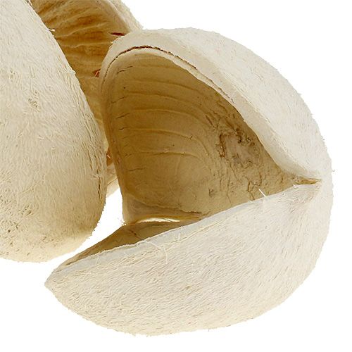 Product Buddha Nut bleached 10 pcs