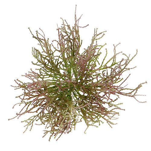 Floristik24 Calocephalus Pink/Green 21.5cm