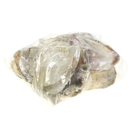 Floristik24 Capiz shells natural 10cm – 14cm 1kg