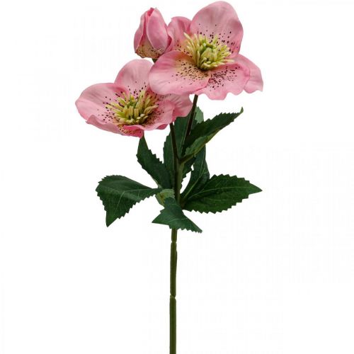 Floristik24 Christmas rose, lenten rose, hellebore, artificial plants pink L34cm 4pcs