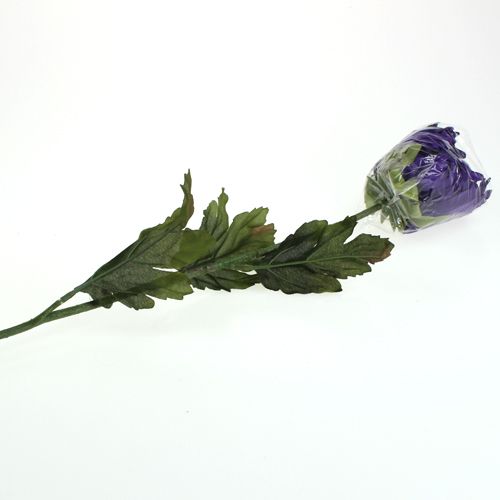 Floristik24 Chrysanthemum purple 74cm