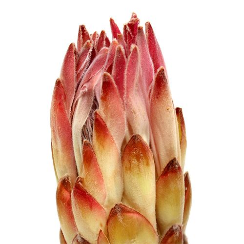 Product Compacta Pink 25 St