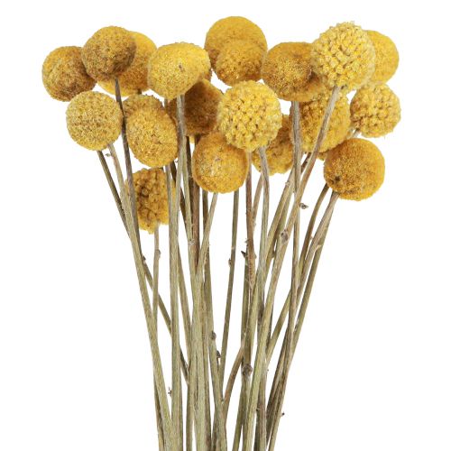 Craspedia drumsticks dry decoration natural 45cm 25 pcs