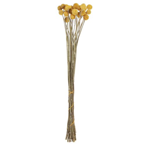 Product Craspedia drumsticks dry decoration natural 45cm 25 pcs