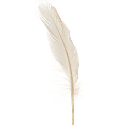 Floristik24 Decorative Feathers Real Bird Feathers Champagne 20g