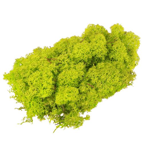 Product Deco moss light green reindeer moss preserved 400g